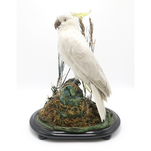 2566 - TAXIDERMY - A SULPHUR-CRESTED COCKATOO (CACATUA GALERITA)Modelled perched upon a mossy log within a ... 