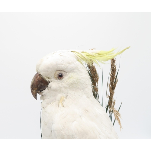 2566 - TAXIDERMY - A SULPHUR-CRESTED COCKATOO (CACATUA GALERITA)Modelled perched upon a mossy log within a ... 