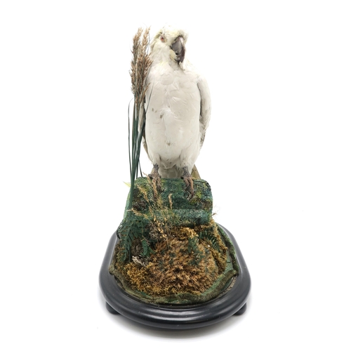 2566 - TAXIDERMY - A SULPHUR-CRESTED COCKATOO (CACATUA GALERITA)Modelled perched upon a mossy log within a ... 