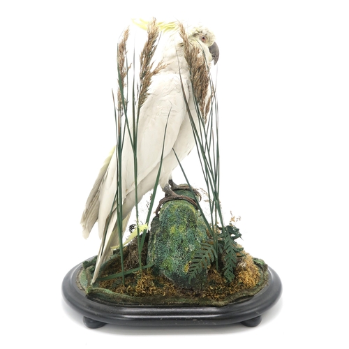 2566 - TAXIDERMY - A SULPHUR-CRESTED COCKATOO (CACATUA GALERITA)Modelled perched upon a mossy log within a ... 