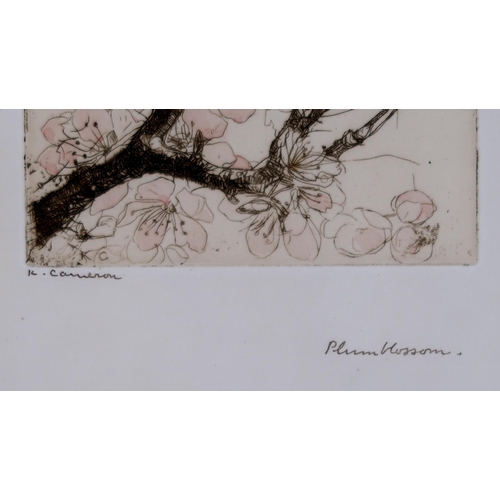 3048 - KATE CAMERON RSW RE (SCOTTISH 1874-1965)PLUM BLOSSOM Drypoint etching, with hand colouring, sig... 