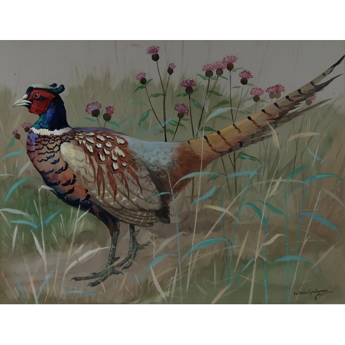 2972 - RALSTON GUDGEON RSW (SCOTTISH 1910-1984)COCK PHEASANT Watercolour on grey paper, signed lower right,... 