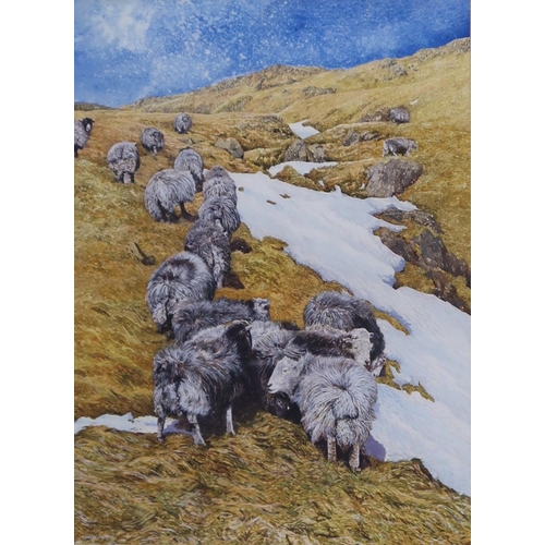 918 - DAVID CARTER Sheep on a mountainside, signed, gouache, 32 x 23cm