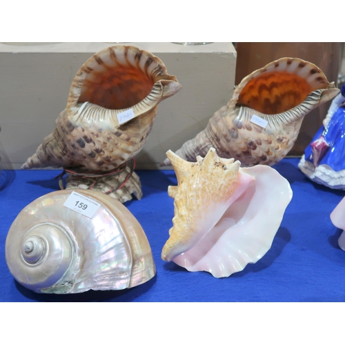 159 - Two large Triton's trumpet shells, a conch shell and a turban shell