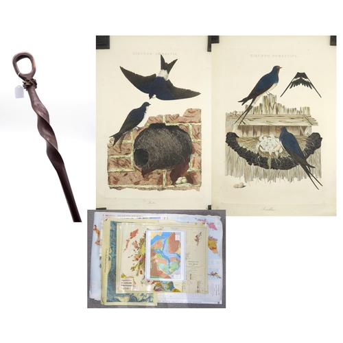 309 - A spiral-carved hardwood walking stick, two 19th century avian illustrations and an assortment of ed... 