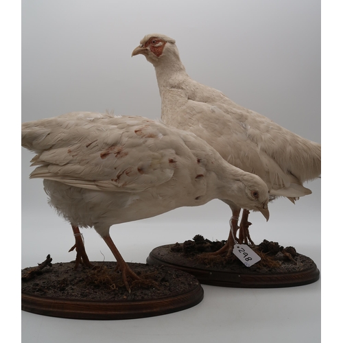 298 - Taxidermy a pair of white pheasants