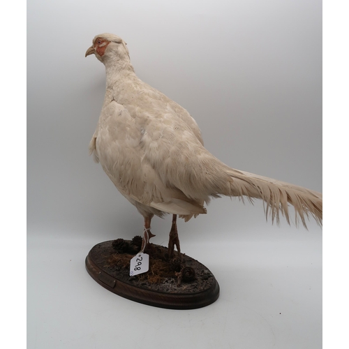 298 - Taxidermy a pair of white pheasants