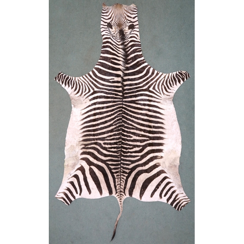 2139 - A TAXIDERMY ZEBRA PELT RUG 305cm long from nose to tail and 173cm at widest point... 