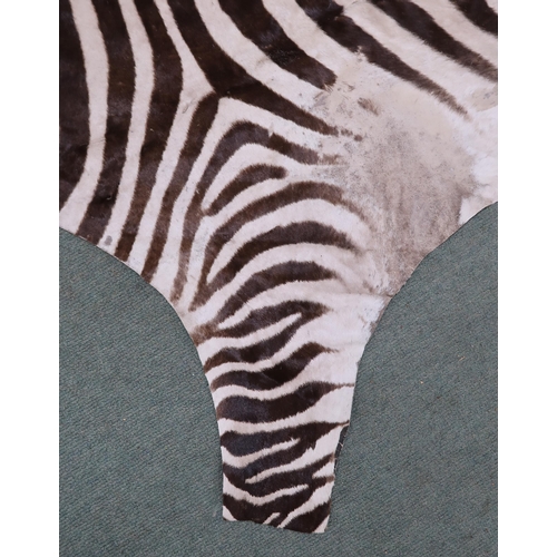 2139 - A TAXIDERMY ZEBRA PELT RUG 305cm long from nose to tail and 173cm at widest point... 