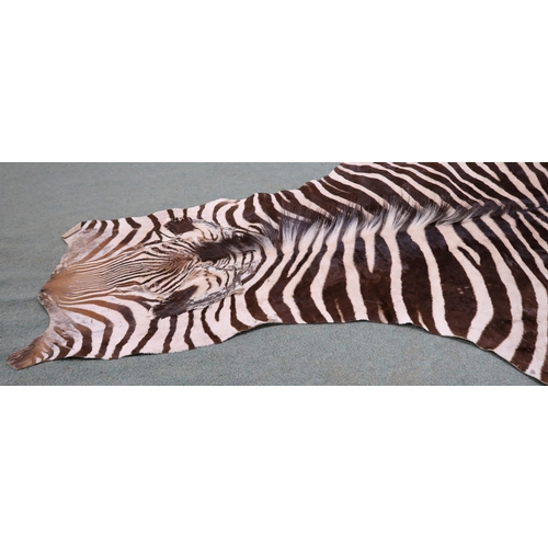 2139 - A TAXIDERMY ZEBRA PELT RUG 305cm long from nose to tail and 173cm at widest point... 