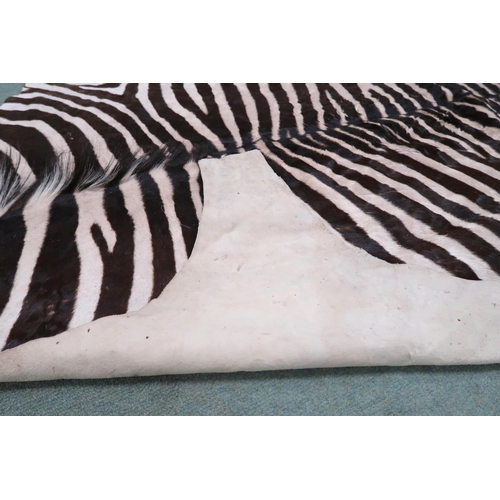 2139 - A TAXIDERMY ZEBRA PELT RUG 305cm long from nose to tail and 173cm at widest point... 