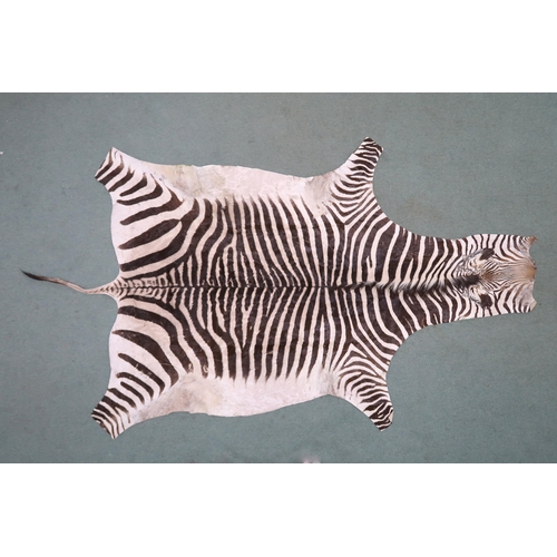 2139 - A TAXIDERMY ZEBRA PELT RUG 305cm long from nose to tail and 173cm at widest point... 