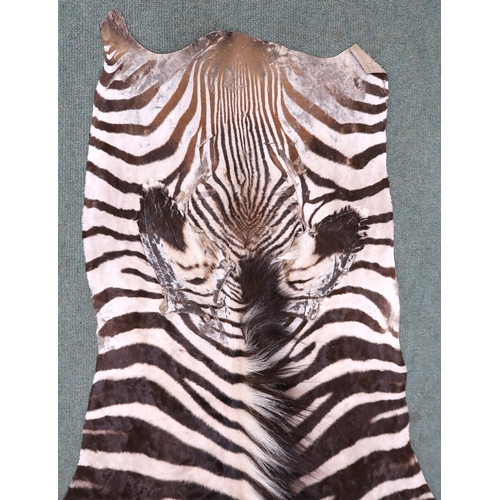 2139 - A TAXIDERMY ZEBRA PELT RUG 305cm long from nose to tail and 173cm at widest point... 