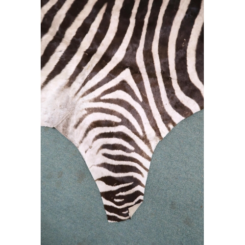 2139 - A TAXIDERMY ZEBRA PELT RUG 305cm long from nose to tail and 173cm at widest point... 