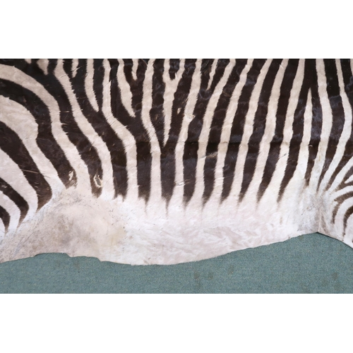 2139 - A TAXIDERMY ZEBRA PELT RUG 305cm long from nose to tail and 173cm at widest point... 