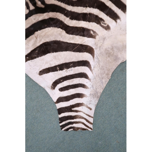 2139 - A TAXIDERMY ZEBRA PELT RUG 305cm long from nose to tail and 173cm at widest point... 