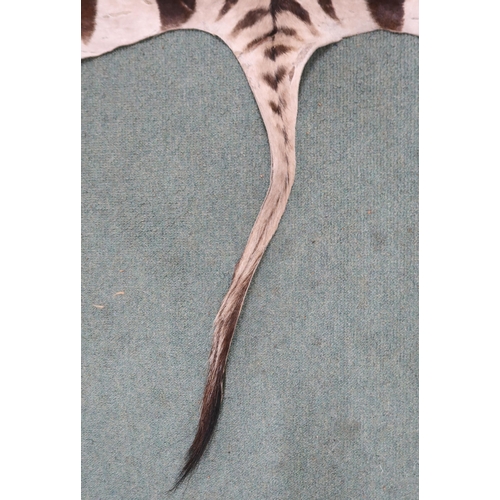 2139 - A TAXIDERMY ZEBRA PELT RUG 305cm long from nose to tail and 173cm at widest point... 