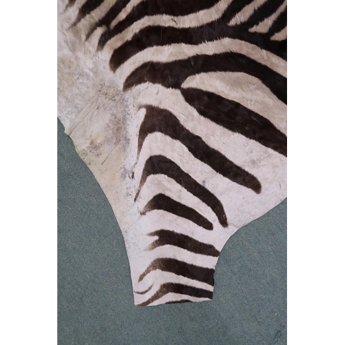 2139 - A TAXIDERMY ZEBRA PELT RUG 305cm long from nose to tail and 173cm at widest point... 