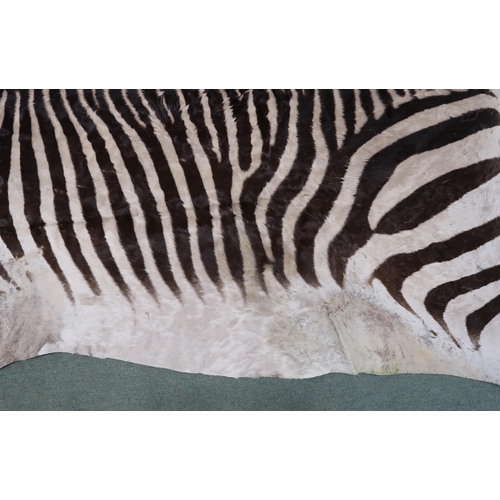 2139 - A TAXIDERMY ZEBRA PELT RUG 305cm long from nose to tail and 173cm at widest point... 