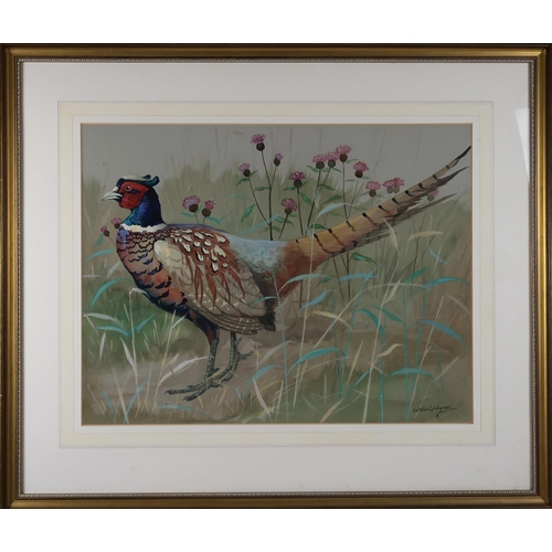 2972 - RALSTON GUDGEON RSW (SCOTTISH 1910-1984)COCK PHEASANT Watercolour on grey paper, signed lower right,... 