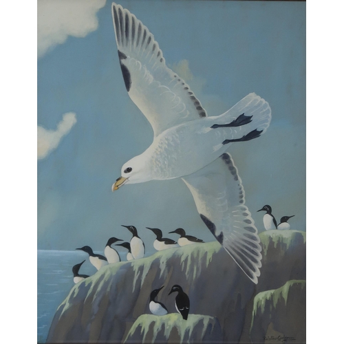 3061 - RALSTON GUDGEON RSW (SCOTTISH 1910-1984)FULMAR AND GUILLEMOTSWatercolour, signed lower right, 60 x 4... 