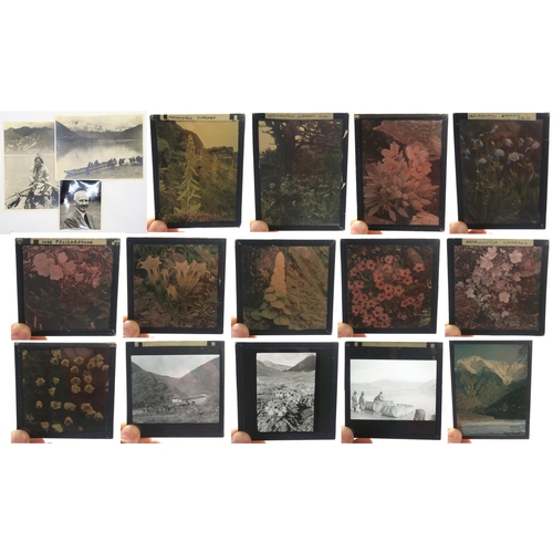 2511A - BOTANICAL INTEREST: A COLLECTION OF GLASS PHOTOGRAPHIC PLATES DOCUMENTING SIR GEORGE TAYLOR'S 1939 H... 