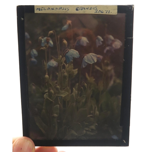 2511A - BOTANICAL INTEREST: A COLLECTION OF GLASS PHOTOGRAPHIC PLATES DOCUMENTING SIR GEORGE TAYLOR'S 1939 H... 