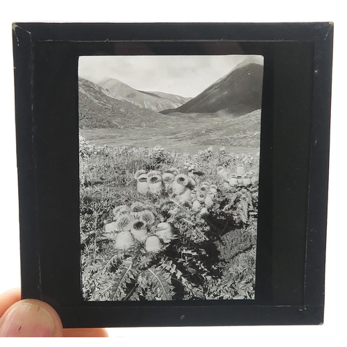 2511A - BOTANICAL INTEREST: A COLLECTION OF GLASS PHOTOGRAPHIC PLATES DOCUMENTING SIR GEORGE TAYLOR'S 1939 H... 