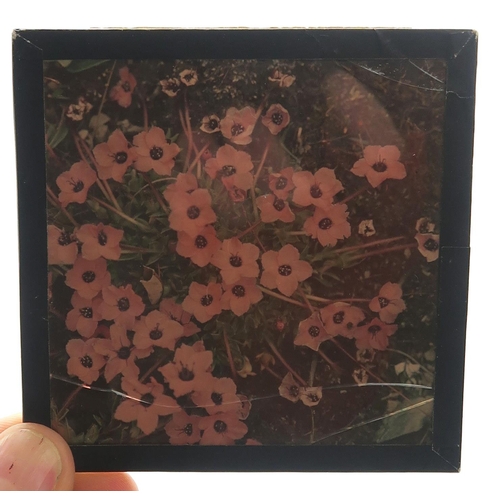 2511A - BOTANICAL INTEREST: A COLLECTION OF GLASS PHOTOGRAPHIC PLATES DOCUMENTING SIR GEORGE TAYLOR'S 1939 H... 