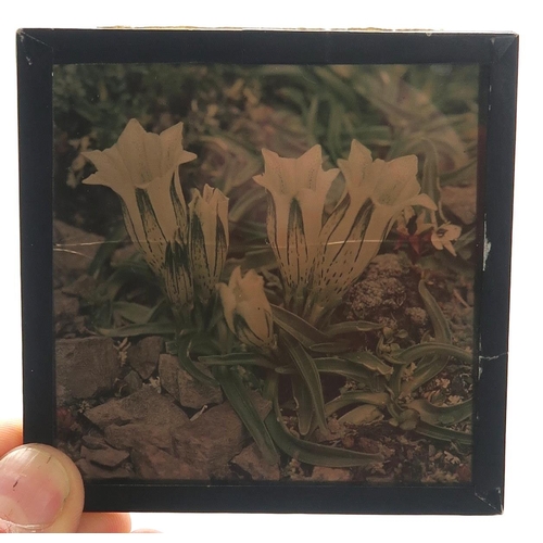 2511A - BOTANICAL INTEREST: A COLLECTION OF GLASS PHOTOGRAPHIC PLATES DOCUMENTING SIR GEORGE TAYLOR'S 1939 H... 