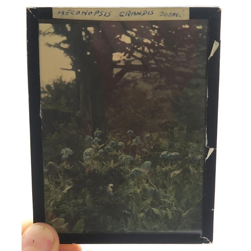 2511A - BOTANICAL INTEREST: A COLLECTION OF GLASS PHOTOGRAPHIC PLATES DOCUMENTING SIR GEORGE TAYLOR'S 1939 H... 