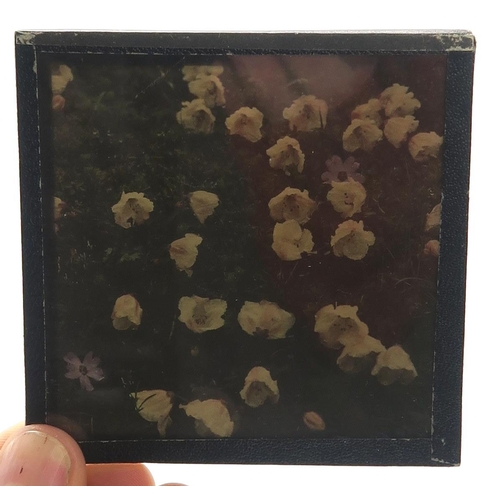 2511A - BOTANICAL INTEREST: A COLLECTION OF GLASS PHOTOGRAPHIC PLATES DOCUMENTING SIR GEORGE TAYLOR'S 1939 H... 