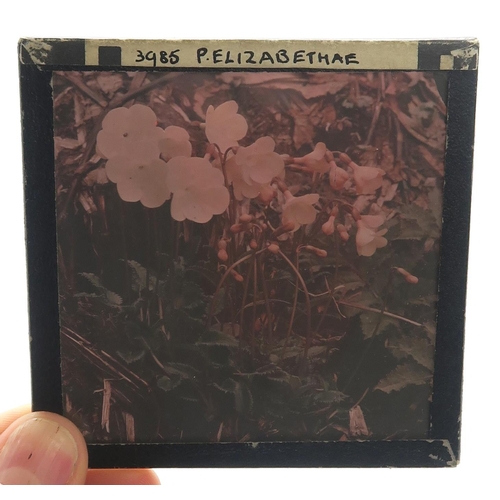 2511A - BOTANICAL INTEREST: A COLLECTION OF GLASS PHOTOGRAPHIC PLATES DOCUMENTING SIR GEORGE TAYLOR'S 1939 H... 