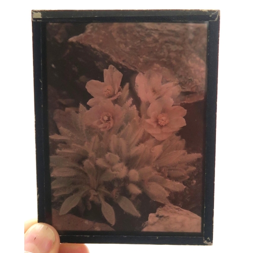 2511A - BOTANICAL INTEREST: A COLLECTION OF GLASS PHOTOGRAPHIC PLATES DOCUMENTING SIR GEORGE TAYLOR'S 1939 H... 