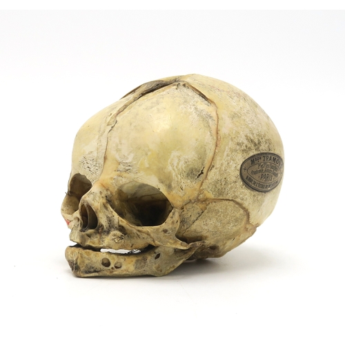 2602 - A HUMAN SKULLSupplied by Maison Tramond of 9 Rue de L'Ecole de Medicine, Paris, measuring approx. 9c... 