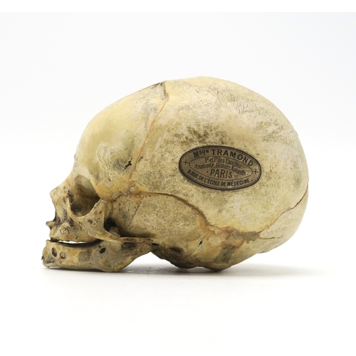 2602 - A HUMAN SKULLSupplied by Maison Tramond of 9 Rue de L'Ecole de Medicine, Paris, measuring approx. 9c... 