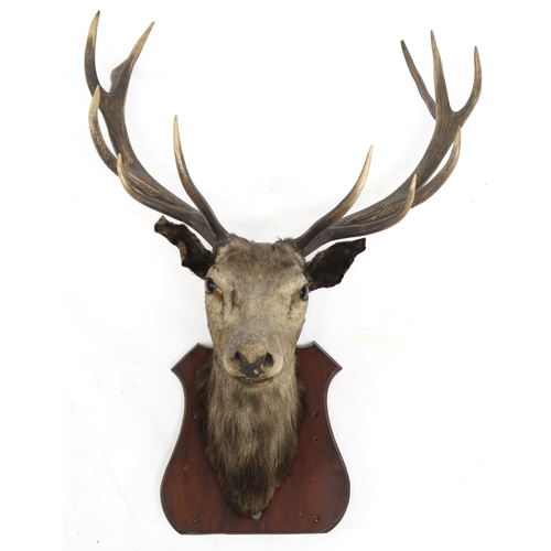 2006 - A 19TH CENTURY TAXIDERMY ROYAL STAG with thirteen point-antlered stags head on shield wall mount, ap... 