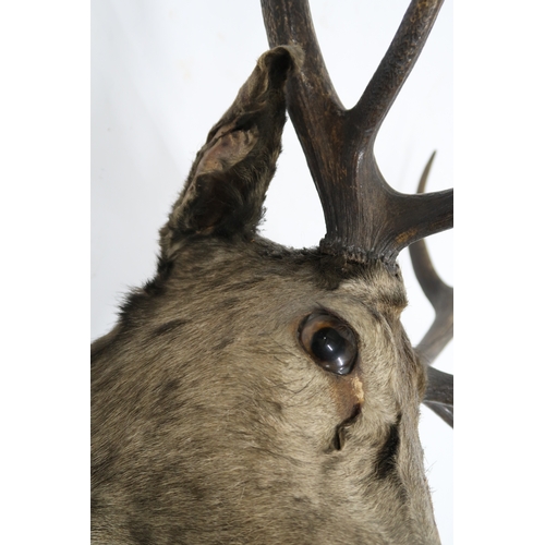 2006 - A 19TH CENTURY TAXIDERMY ROYAL STAG with thirteen point-antlered stags head on shield wall mount, ap... 