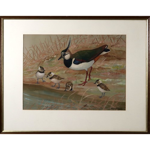 912 - RALSTON GUDGEON RSW Lapwing, signed, watercolour, 37 x 50cm