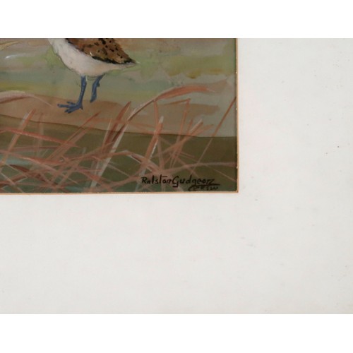 912 - RALSTON GUDGEON RSW Lapwing, signed, watercolour, 37 x 50cm