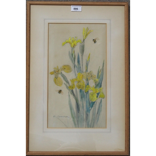 886 - MANNER OF KATE CAMERON Yellow iris, signed, watercolour and pencil, 38 x 21cm