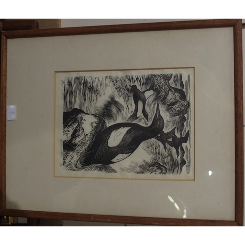 893 - QUANTITY  OF PRINTSincluding Lennox Patterson - Guillemots (a lot)