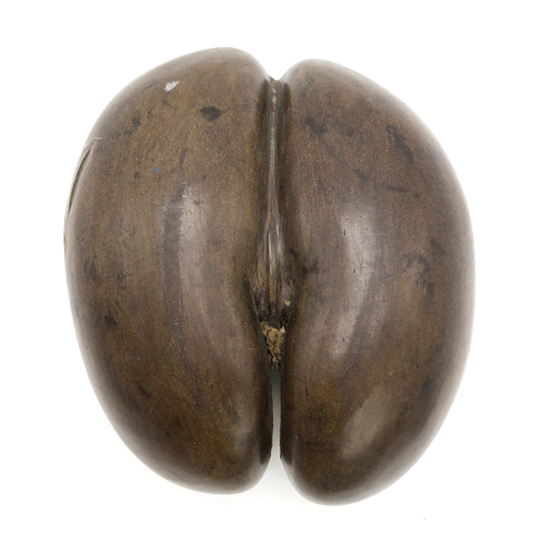 2604 - A COCO DE MER NUT (LODOICEA)Measuring approx. 30cm wide x 25cm wide