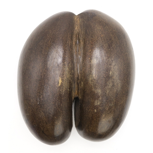 2604 - A COCO DE MER NUT (LODOICEA)Measuring approx. 30cm wide x 25cm wide