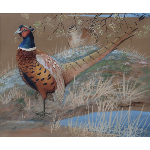 904 - RALSTON GUDGEON RSW (SCOTTISH 1910-1984) PAIR OF PHEASANTS Watercolour, signed lower right, 49 x 60c... 