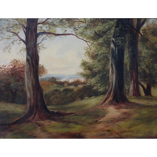 919 - CHARLOTTE ADAM (SCOTTISH SCHOOL) FOREST VIEW Oil on canvas, 34 x 44cm Signed on label verso... 