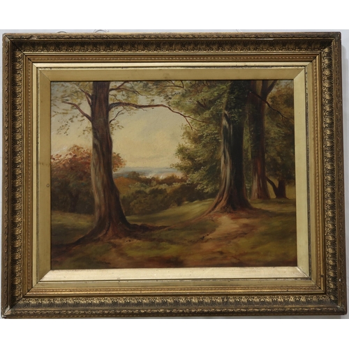 919 - CHARLOTTE ADAM (SCOTTISH SCHOOL) FOREST VIEW Oil on canvas, 34 x 44cm Signed on label verso... 