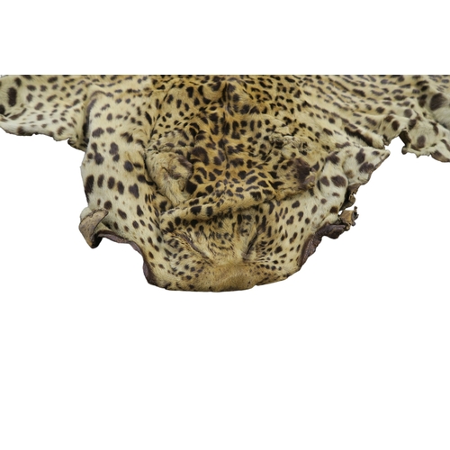 2605 - AN AFRICAN LEOPARD (PANTHERA PARDUS PARDUS) PELTMeasuring approx. 249cm from nose to tip of tail.Kil... 