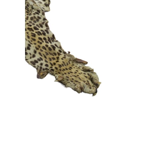 2605 - AN AFRICAN LEOPARD (PANTHERA PARDUS PARDUS) PELTMeasuring approx. 249cm from nose to tip of tail.Kil... 