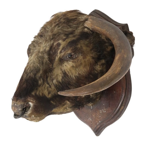 2041 - A TAXIDERMY BULLS HEAD ON SHIELD MOUNT head with tipped downward curving horns and ring through... 